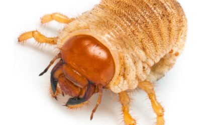 Grubs: What you need to know about the most destructive & common of all lawn pests