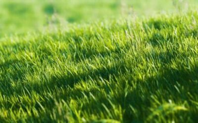 Sun or Shade: How to Choose the Perfect Grass for Your Lawn