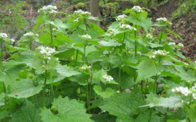 Controlling Invasive Plant Species in Illinois