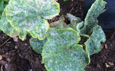 Understanding and Preventing Fall Fungus in Your Landscape