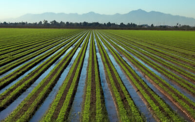 Save Money, Water, and Your Landscape with an Irrigation System