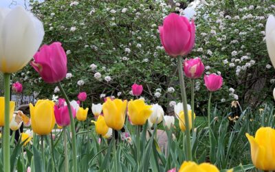 Year-Round Property Maintenance: The Ultimate Investment for a Thriving Landscape